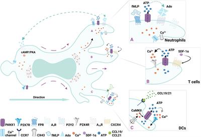 Pannexin Channel Regulation of Cell Migration: Focus on Immune Cells